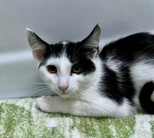 Enlarge Hydra, a Adoptable Domestic Short Hair in Huntington, NY image 3/4