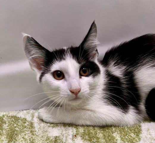 Enlarge Hydra, a Adoptable Domestic Short Hair in Huntington, NY image 4/4