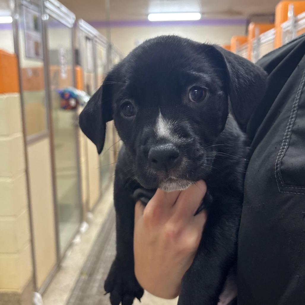 Brandy, Adoptable, Puppy Female Mixed Breed.