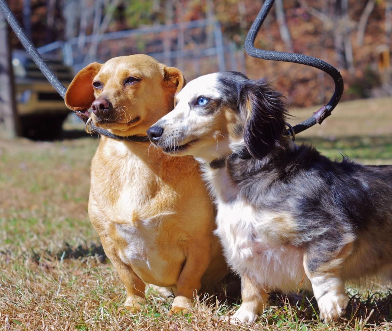 Enlarge Gus, an adopted Dachshund (Long Haired) in Sautee Nacoochee, GA image 1/5