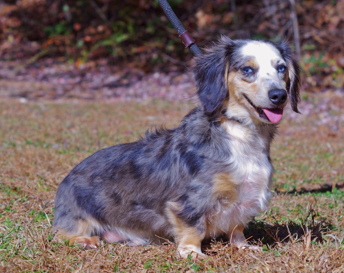 Enlarge Gus, an adopted Dachshund (Long Haired) in Sautee Nacoochee, GA image 2/5