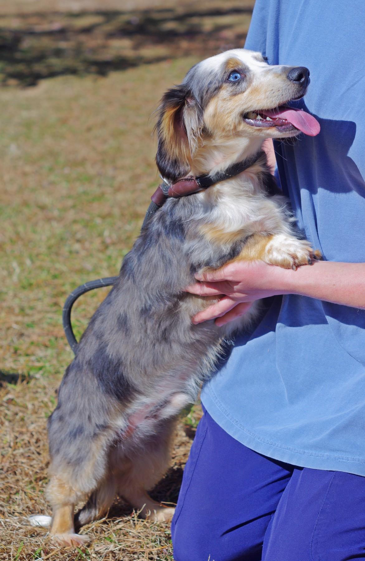 Enlarge Gus, an adopted Dachshund (Long Haired) in Sautee Nacoochee, GA image 3/5