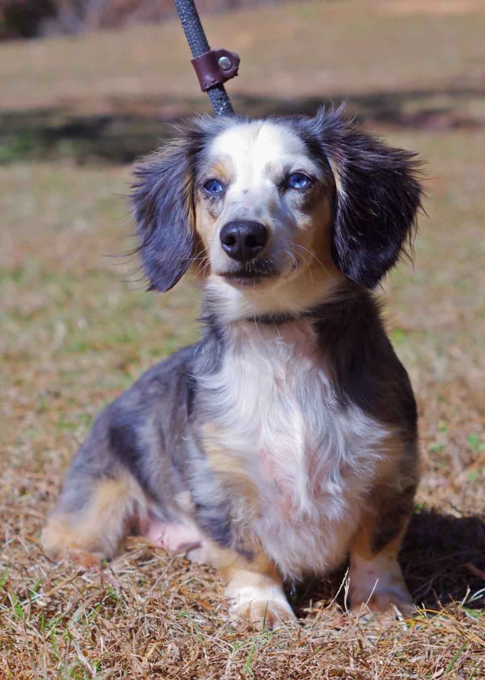 Enlarge Gus, an adopted Dachshund (Long Haired) in Sautee Nacoochee, GA image 4/5