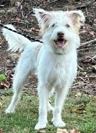Enlarge Ralph, a Adoptable mixed breed in Gardiner, NY image 1/4