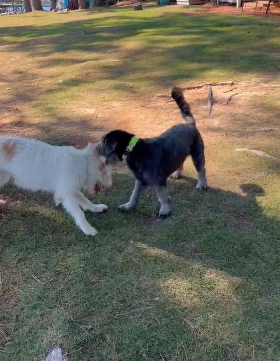 Enlarge Ralph, a Adoptable mixed breed in Gardiner, NY video 4/4