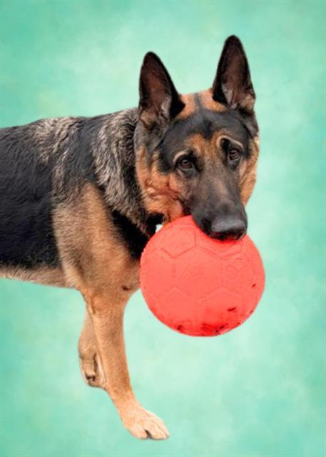 Enlarge REMINGTON, a Adoptable German Shepherd Dog in Leesburg, VA image 1/1