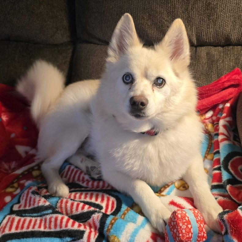 Drax *Diabetic*, Adoptable, Adult Male Pomeranian & Siberian Husky.