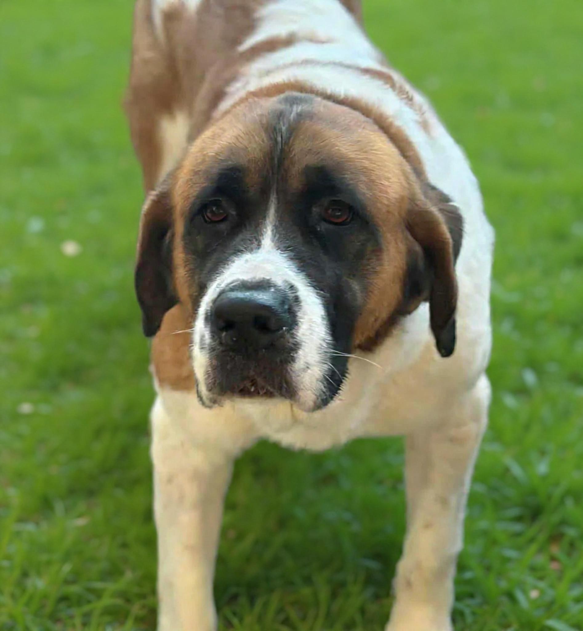 Enlarge Venus, a ADOPTABLE Saint Bernard in Wheelersburg, OH image 2/3