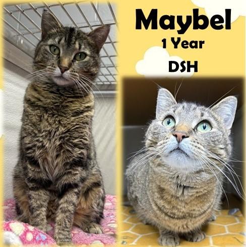 Maybel, ADOPTABLE, Adult Female Domestic Short Hair.