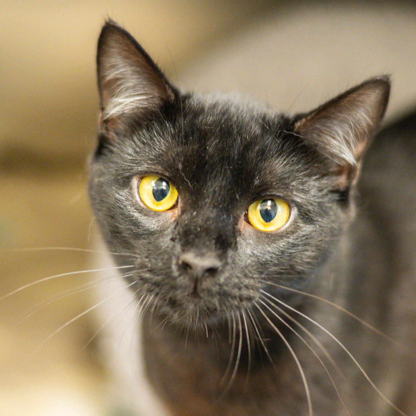 Onyx, Adoptable, Young Male Domestic Short Hair.