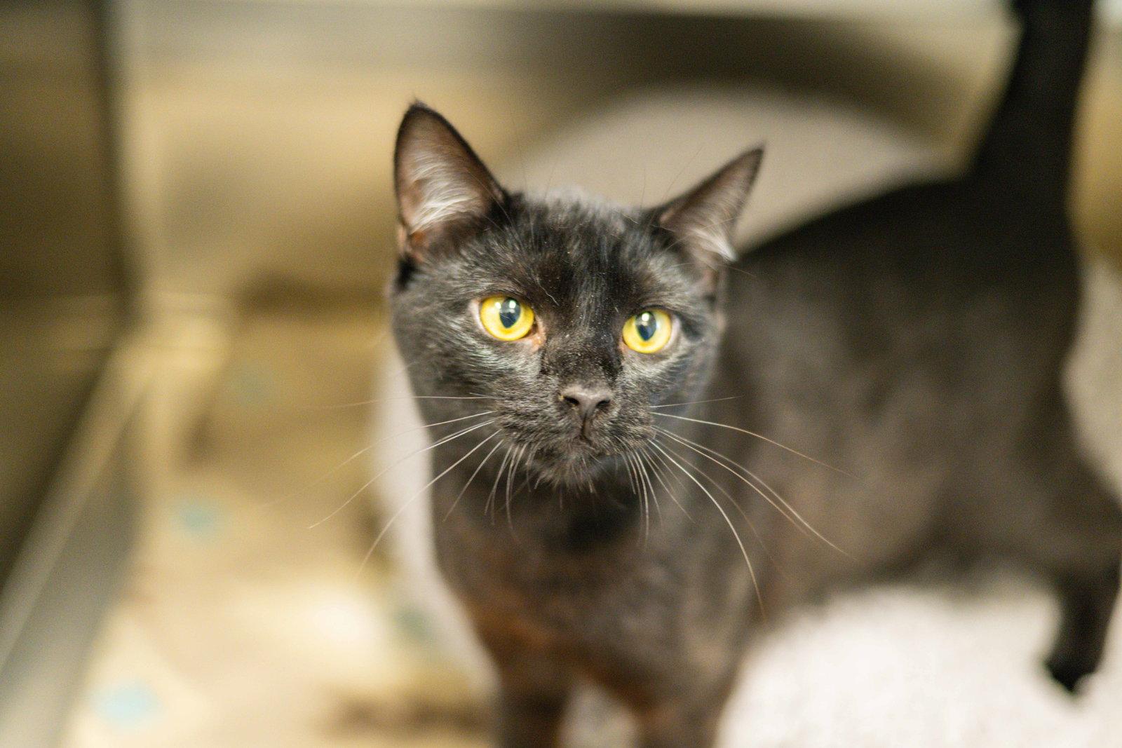 Onyx, a Adoptable Domestic Short Hair in Hilton Head Island, SC image 2/2