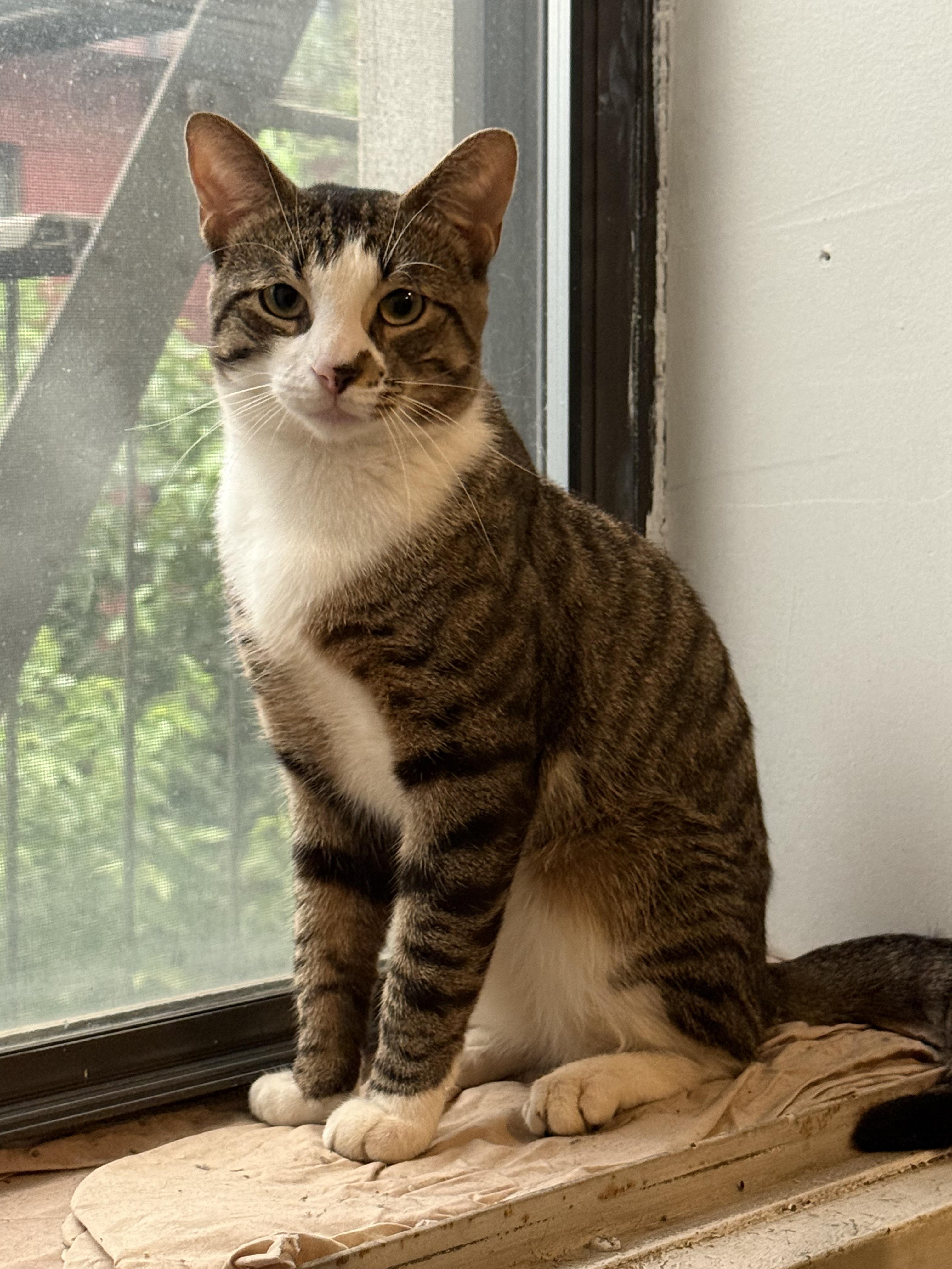 Buddy, a ADOPTABLE Domestic Short Hair in Brooklyn, NY image 4/4