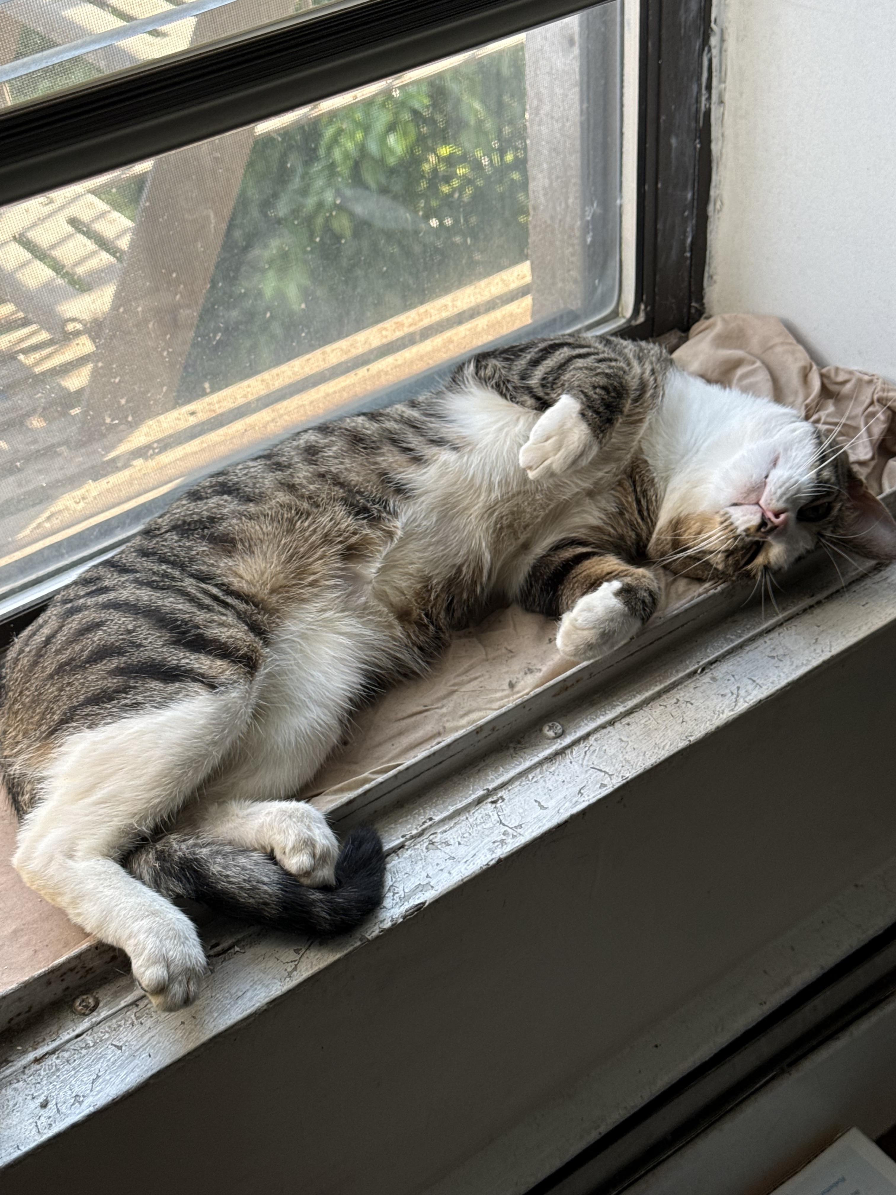 Buddy, a ADOPTABLE Domestic Short Hair in Brooklyn, NY image 2/4