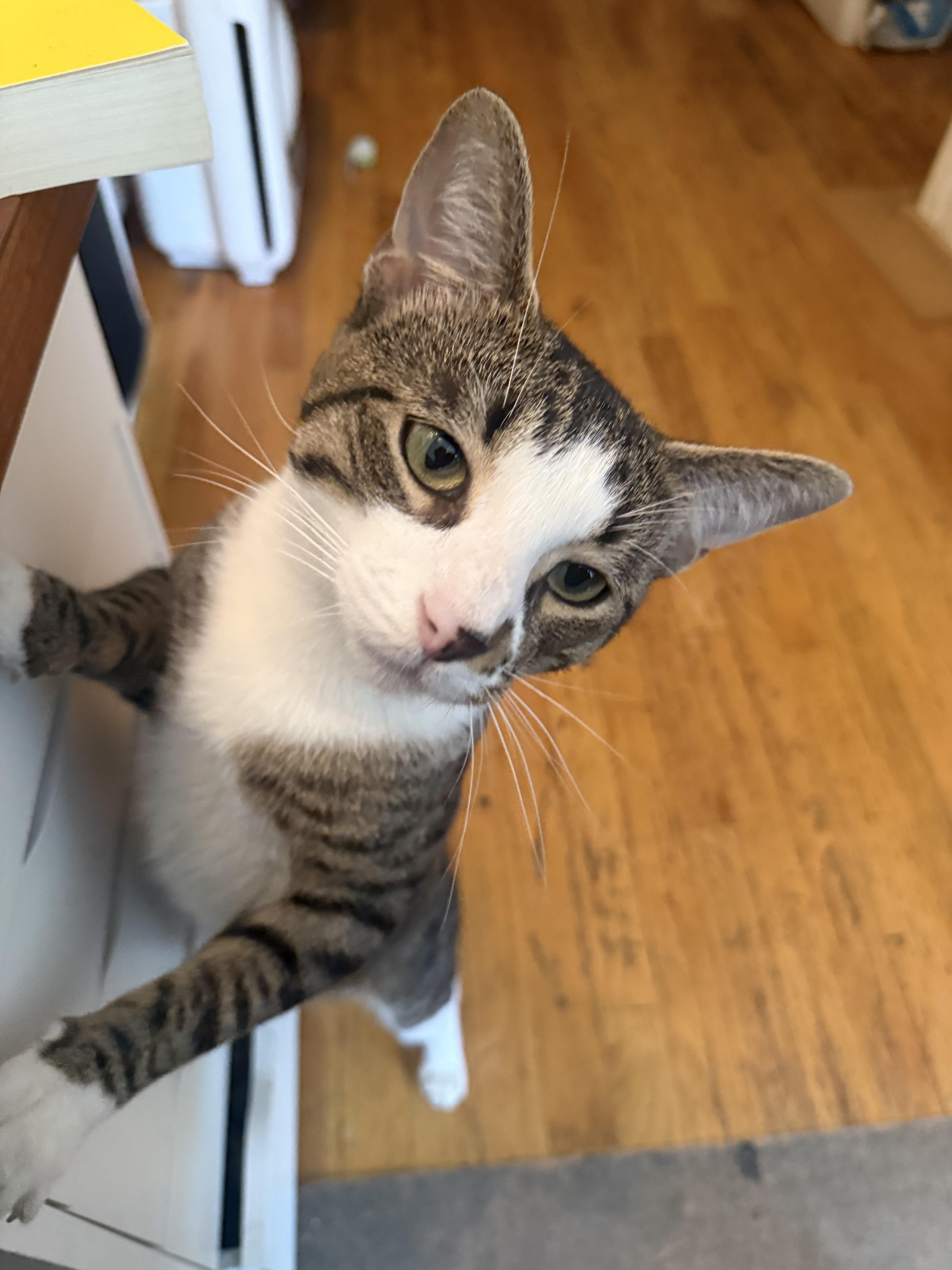 Buddy, ADOPTABLE, Young Male Domestic Short Hair.