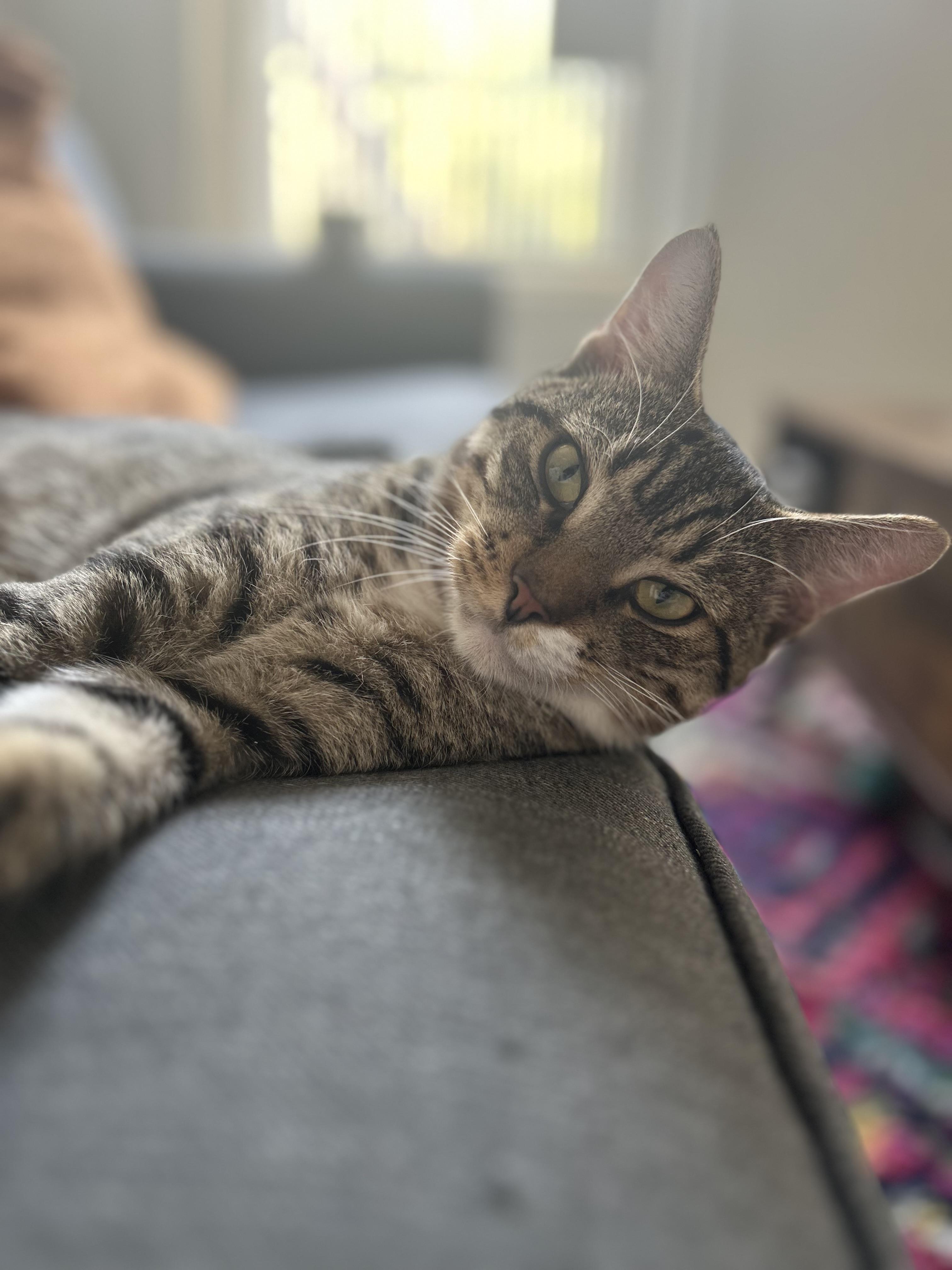 Lander, a ADOPTABLE Domestic Short Hair in Brooklyn, NY image 4/5