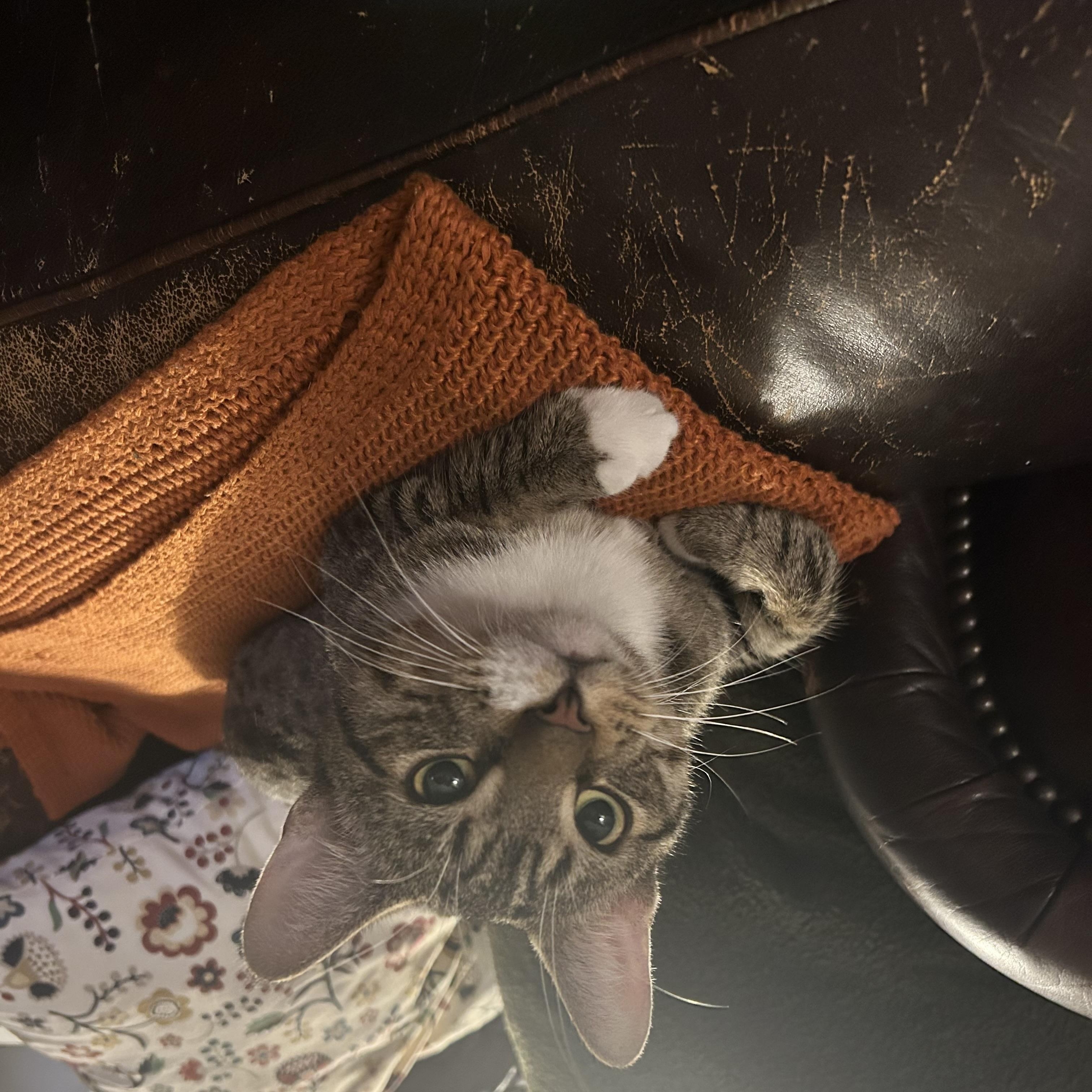 Lander, a ADOPTABLE Domestic Short Hair in Brooklyn, NY image 3/5