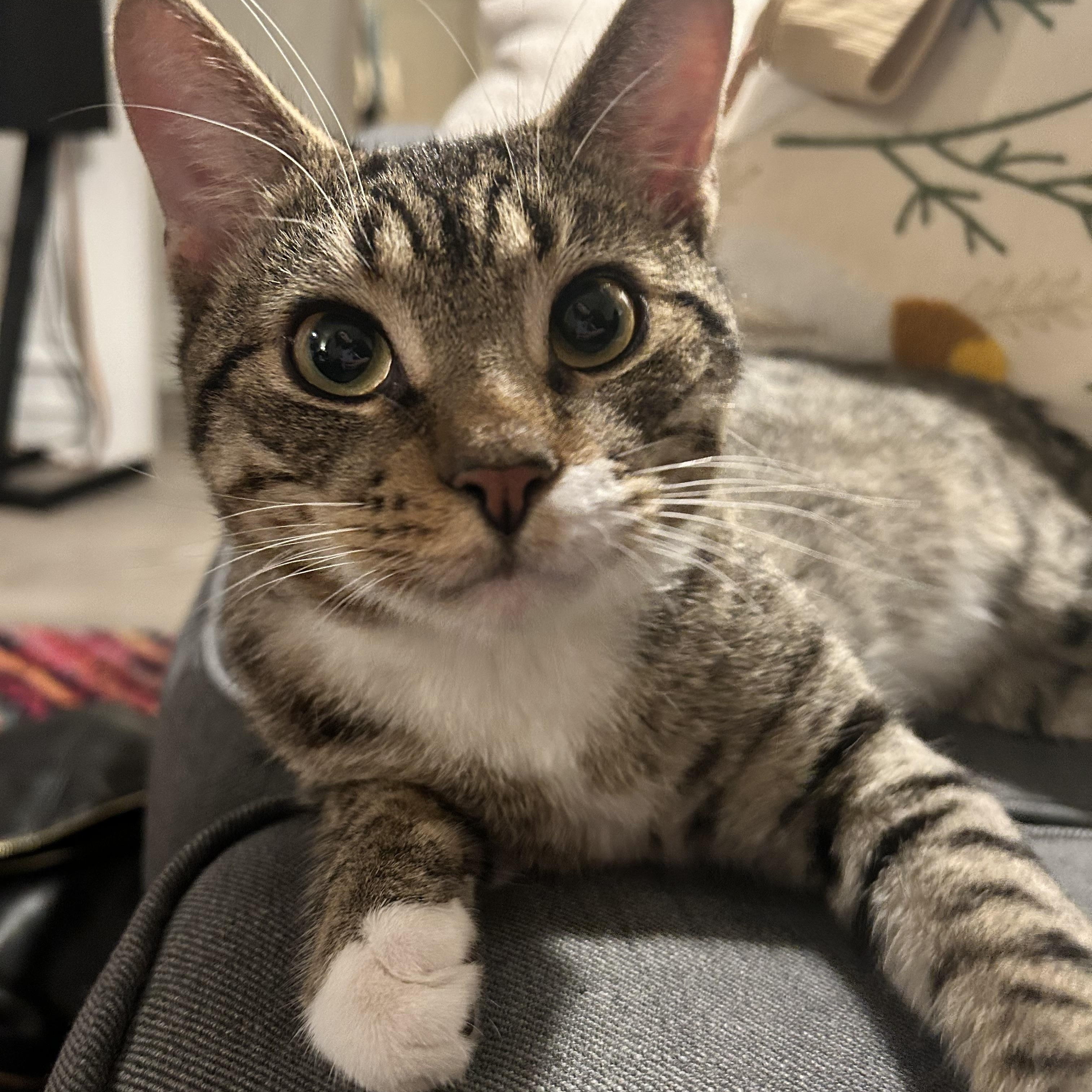 Lander, ADOPTABLE, Young Male Domestic Short Hair.