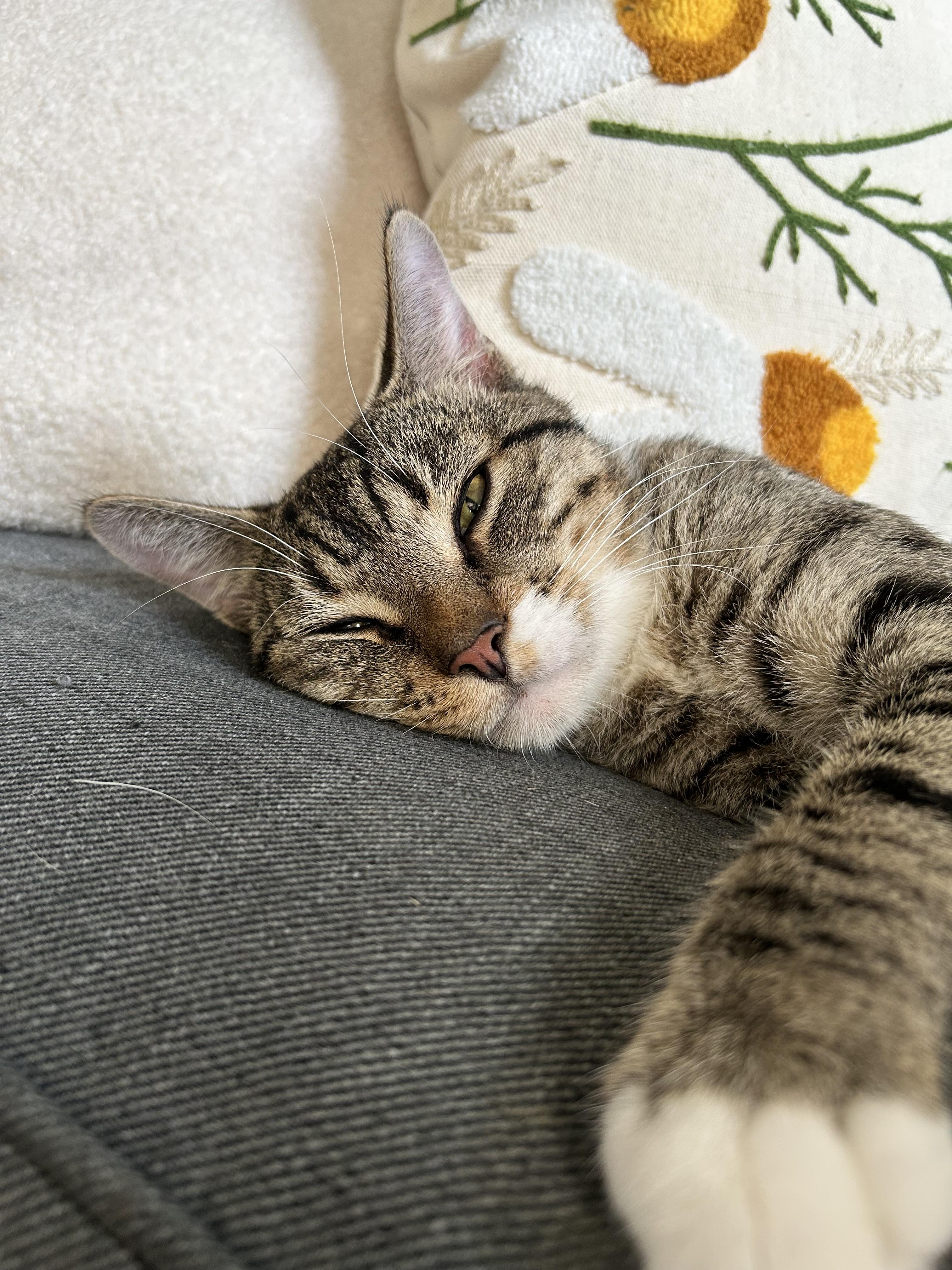 Lander, a ADOPTABLE Domestic Short Hair in Brooklyn, NY image 2/5