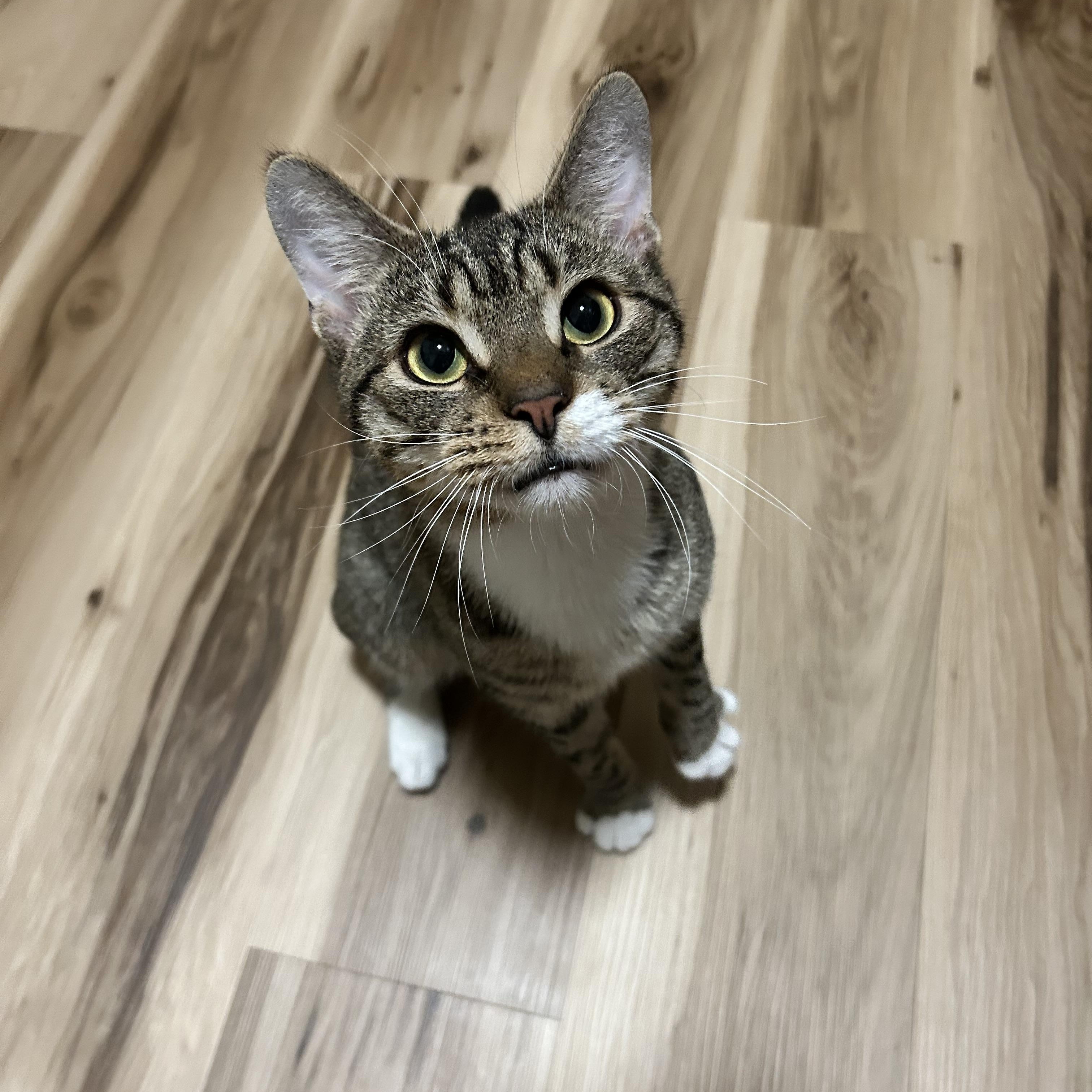 Lander, a ADOPTABLE Domestic Short Hair in Brooklyn, NY image 5/5