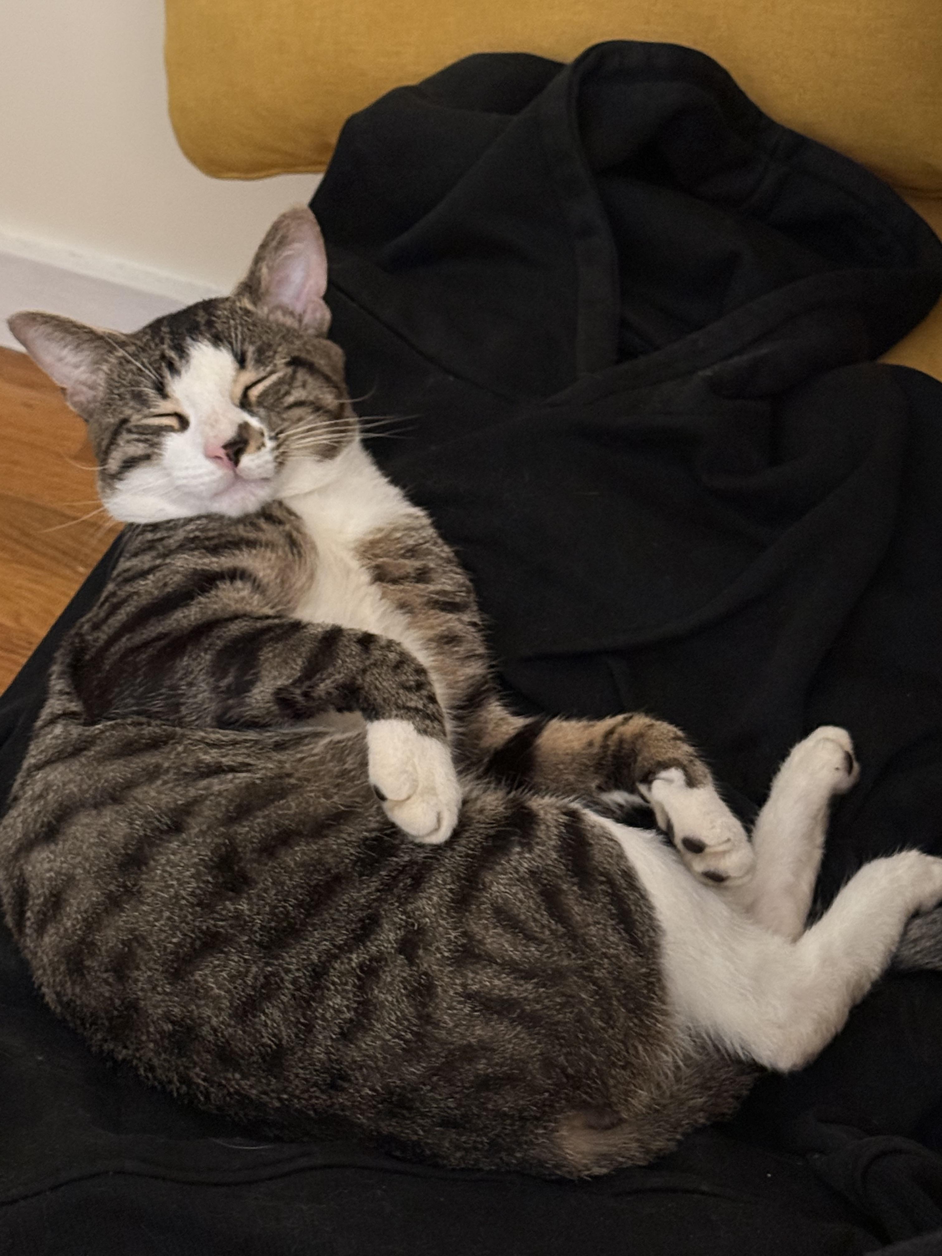 Buddy, a ADOPTABLE Domestic Short Hair in Brooklyn, NY image 3/4