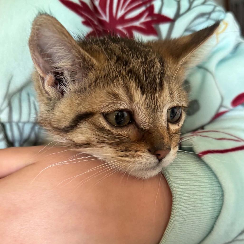 Baily kitten 1, Adoptable, Kitten Female Domestic Short Hair.