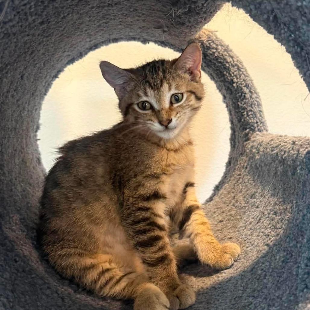 Enlarge Cookie, a Adoptable Domestic Short Hair in Ferndale, WA image 2/3