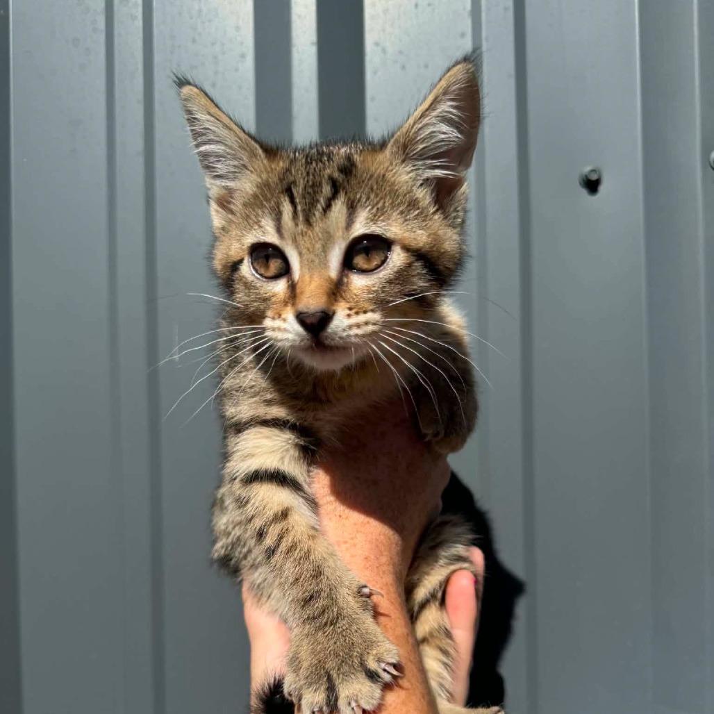 Enlarge Cookie, a Adoptable Domestic Short Hair in Ferndale, WA image 3/3