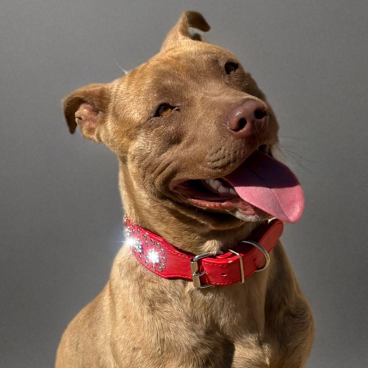 Enlarge Loki, a Adoptable American Bulldog in Kingman, AZ image 1/1