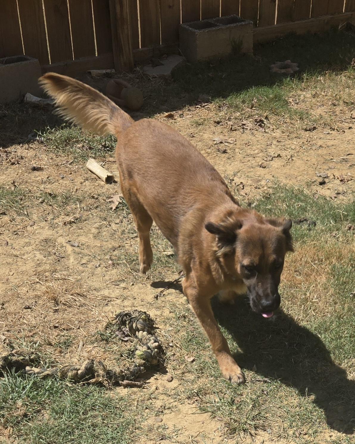 Enlarge DREYFUSS, a Adoptable mixed breed in Byhalia, MS image 3/3
