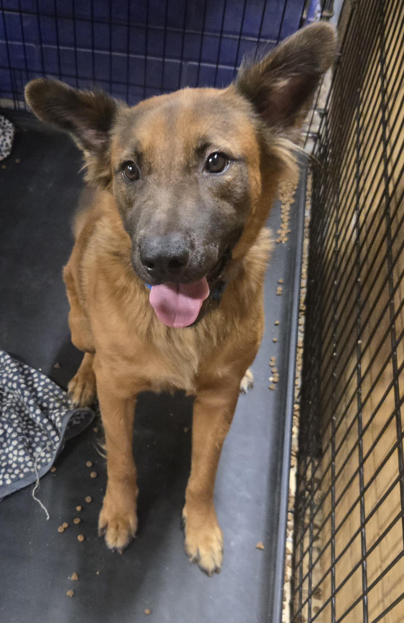DREYFUSS, Adoptable, Young Male Shepherd & Collie.