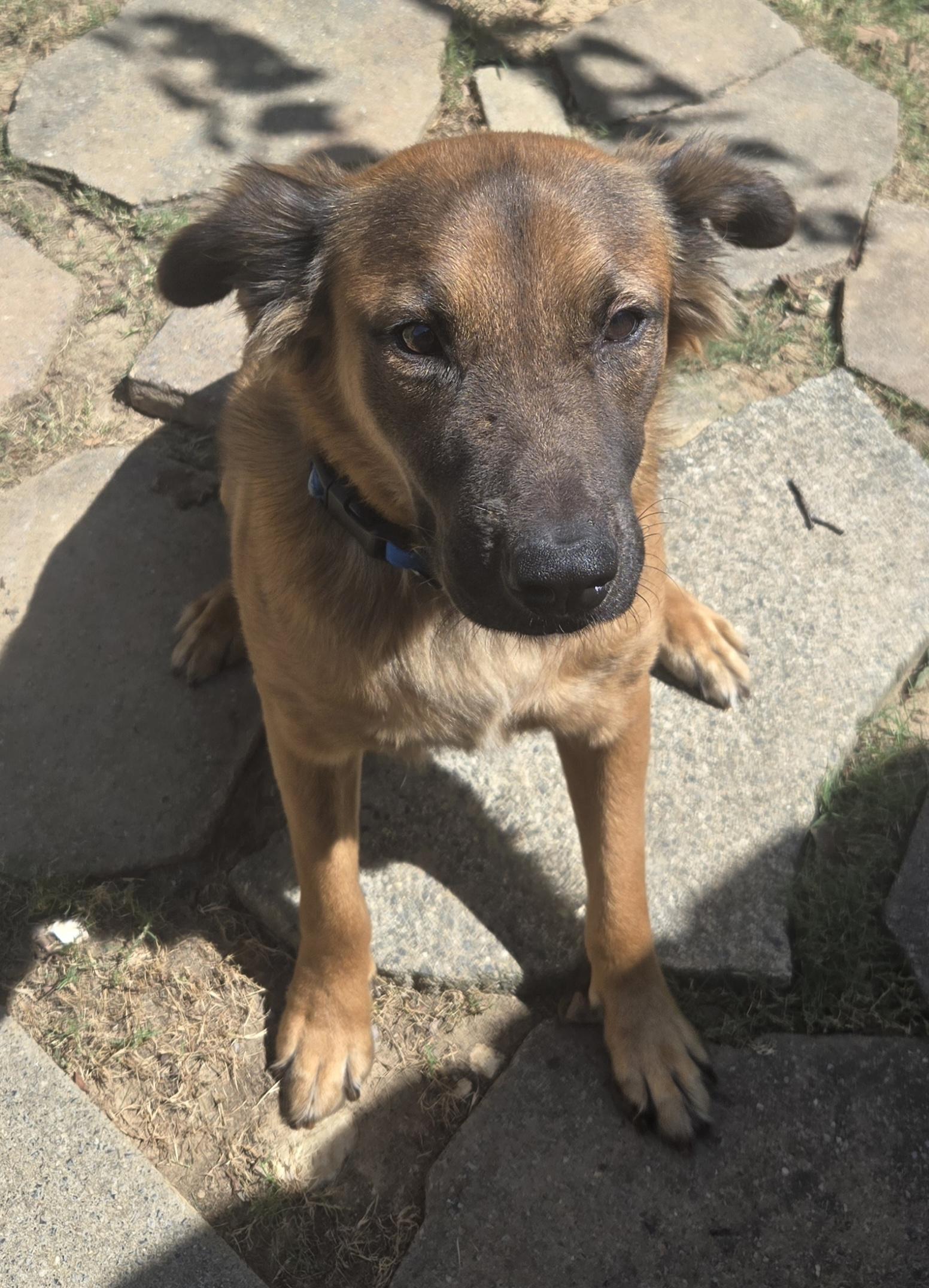 Enlarge DREYFUSS, a Adoptable mixed breed in Byhalia, MS image 2/3