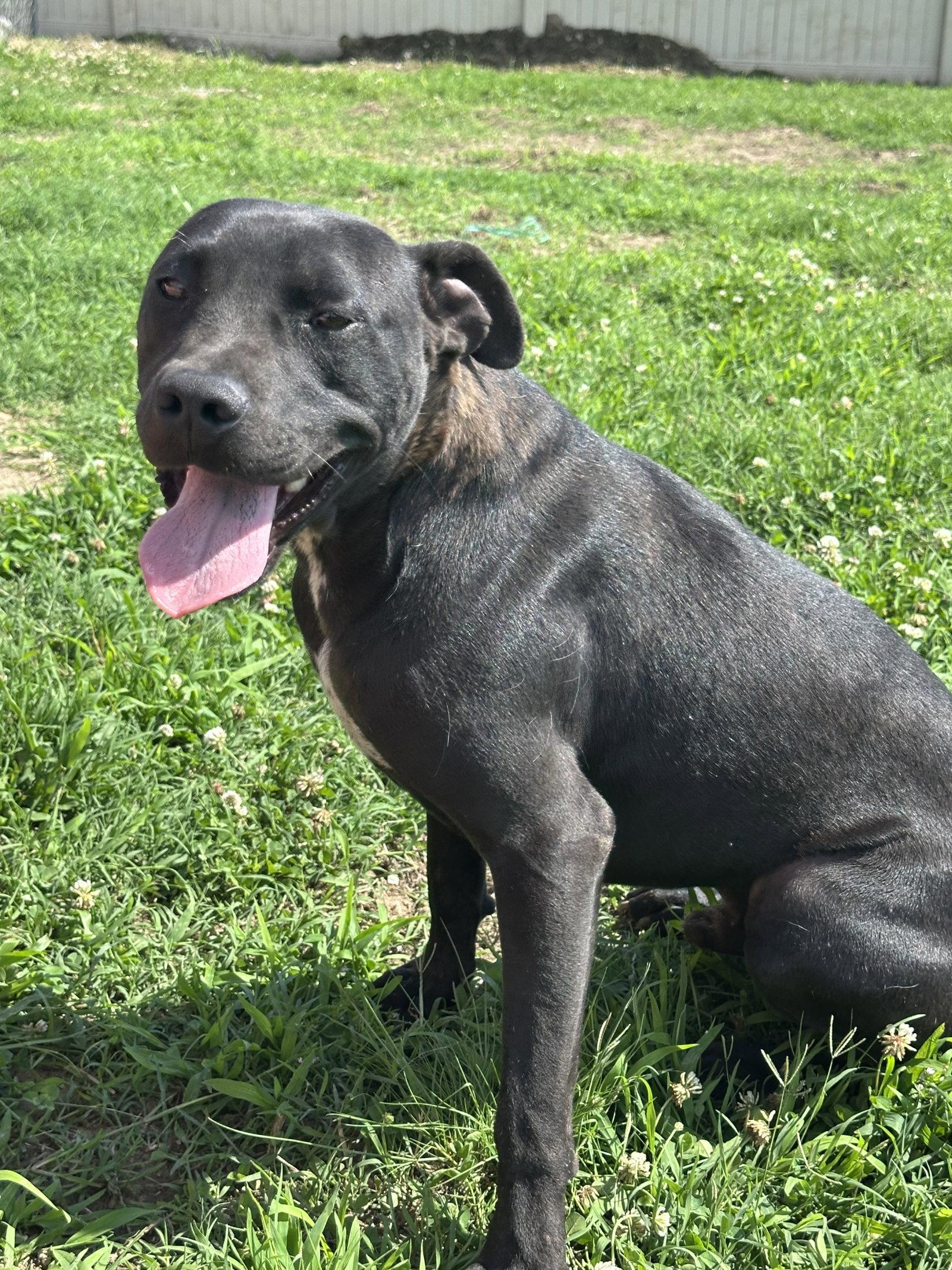 Enlarge Gabba, a Adoptable Pit Bull Terrier in Corning, AR image 1/3