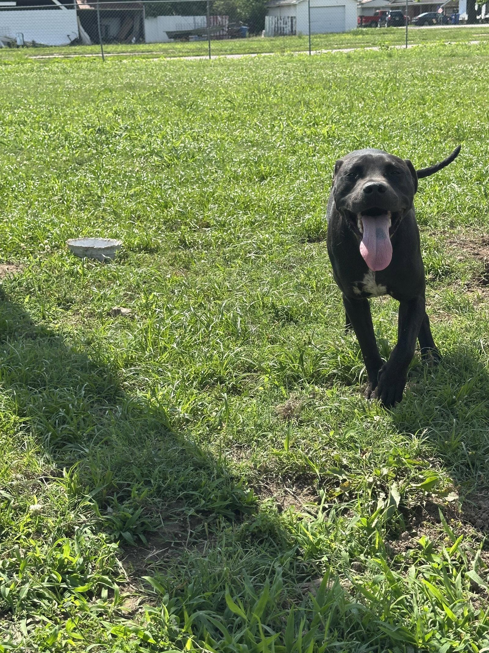 Enlarge Gabba, a Adoptable Pit Bull Terrier in Corning, AR image 2/3