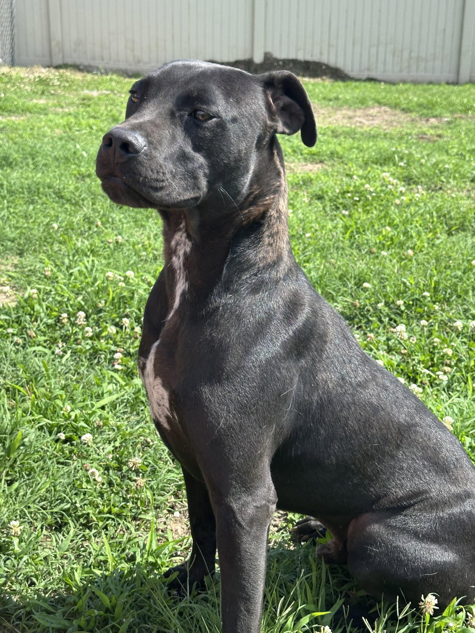 Enlarge Gabba, a Adoptable Pit Bull Terrier in Corning, AR image 3/3