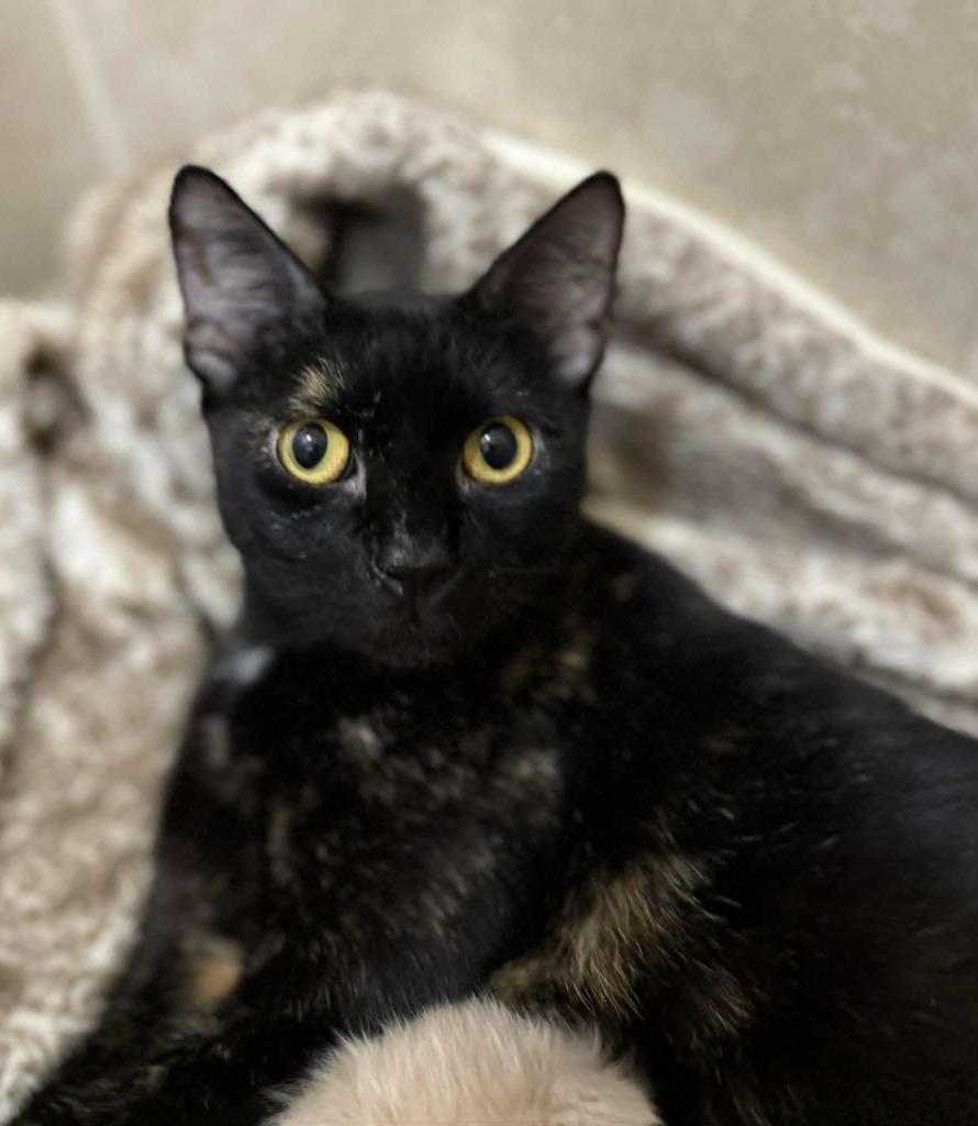 Velveeta, a Adoptable mixed breed in Orlando, FL image 1/2