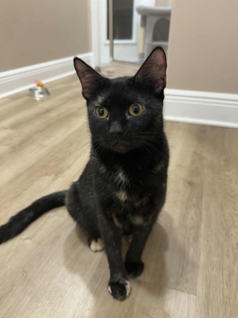 Velveeta, a Adoptable mixed breed in Orlando, FL image 2/2