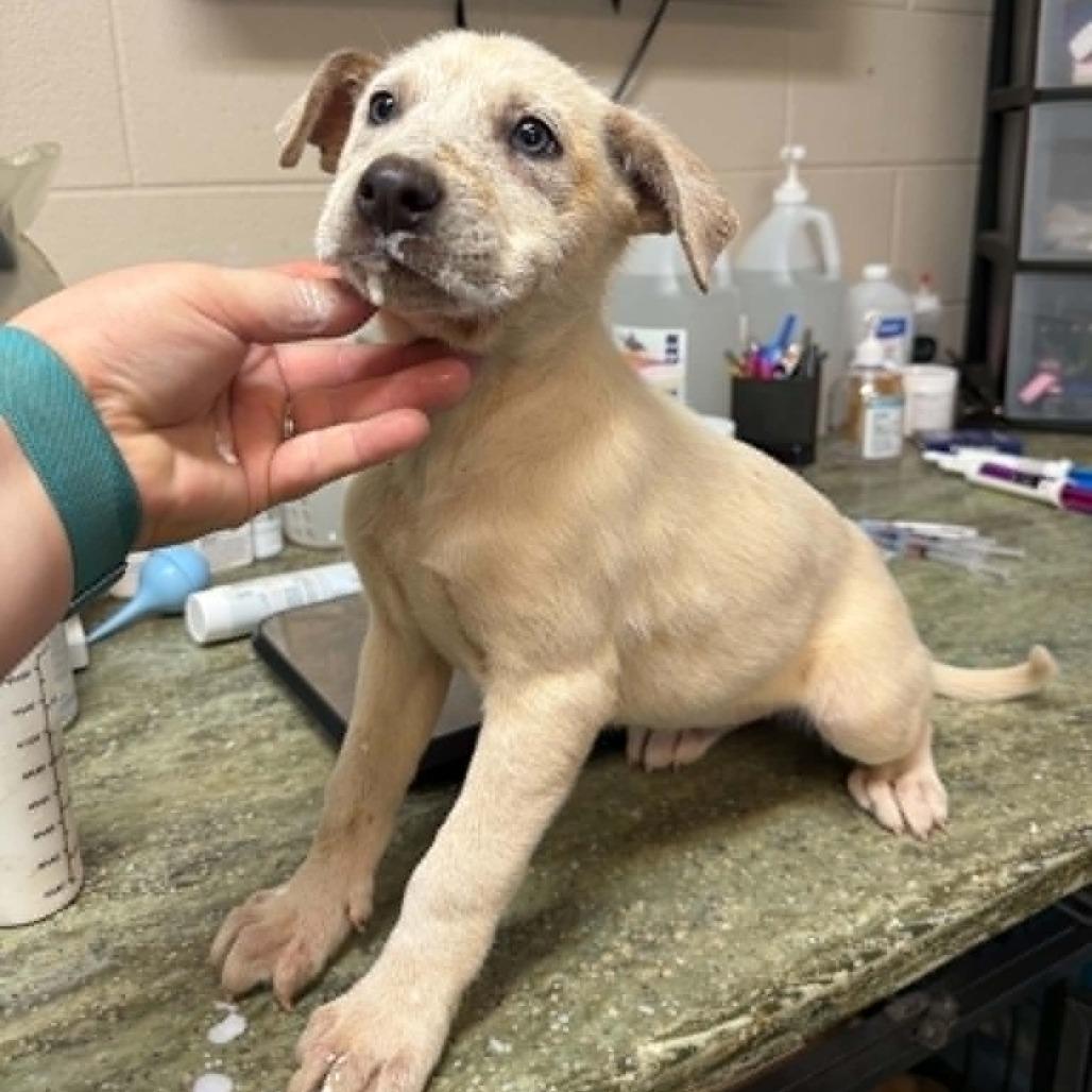 CT Pearl, Adoptable, Puppy Female Mixed Breed.