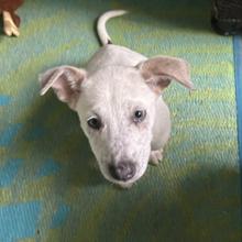 CT Pearl, a Adoptable Mixed Breed in Stormville, NY image 2/4