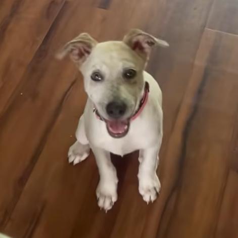 CT Pearl, a Adoptable Mixed Breed in Stormville, NY image 4/4