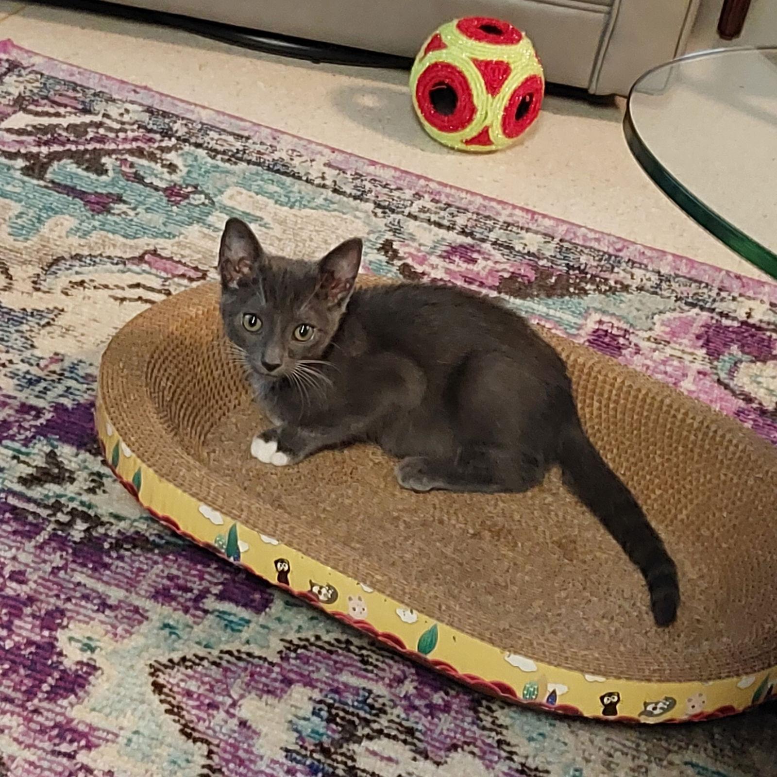 Enlarge BRUCE, a Adopted Russian Blue in San Antonio, TX image 1/3