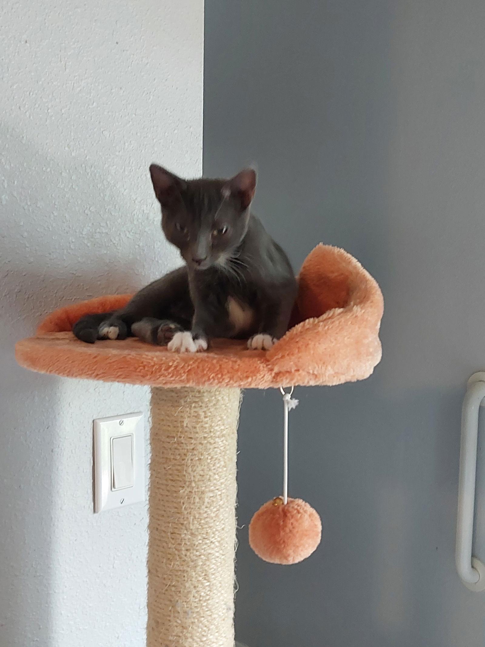 Enlarge BRUCE, a Adopted Russian Blue in San Antonio, TX image 3/3