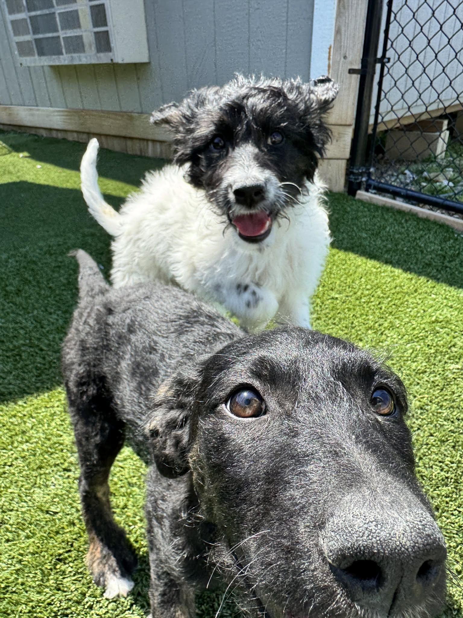 Enlarge London, an adopted mixed breed in Richmond, KY image 6/6