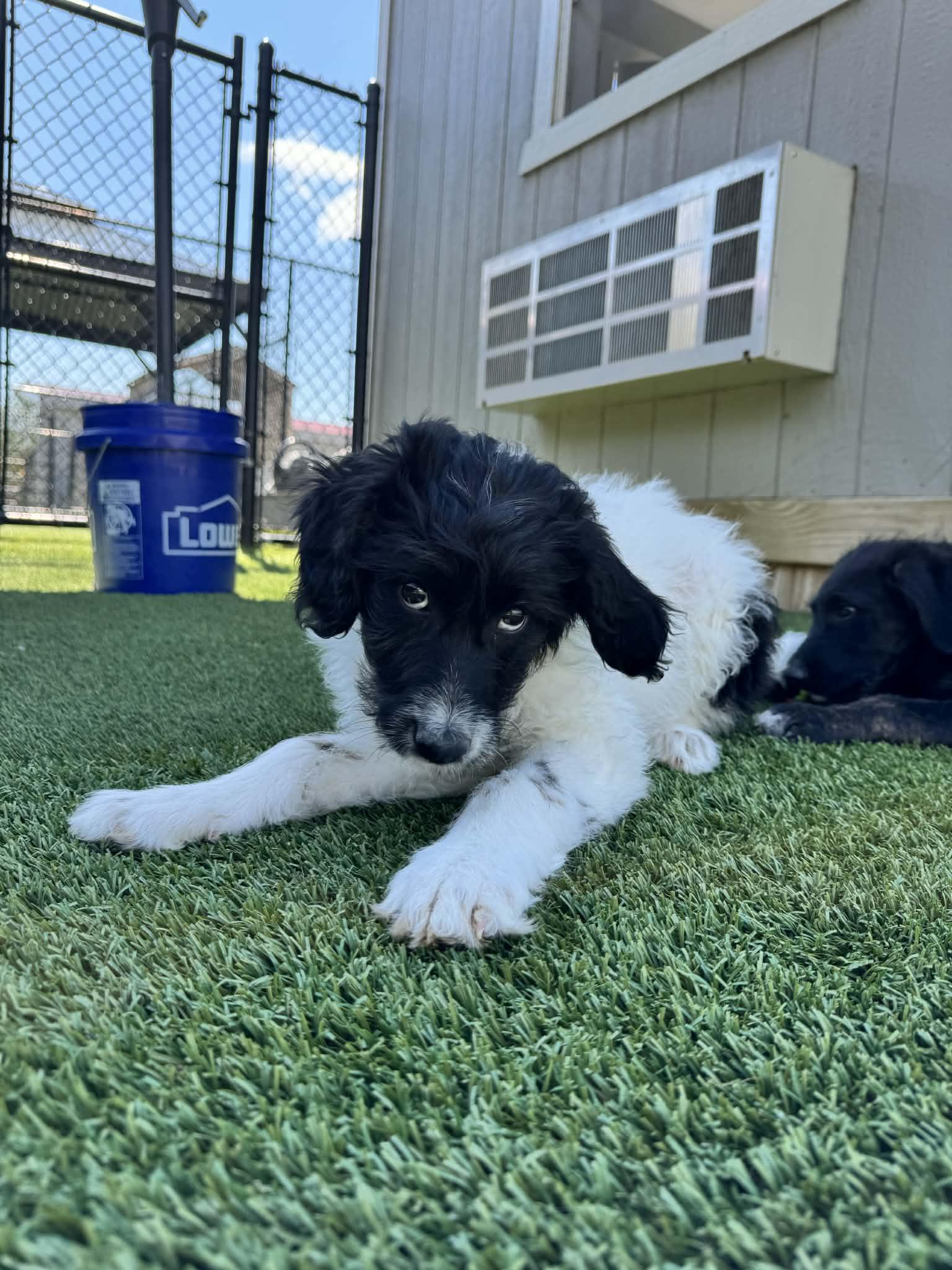 Enlarge London, an adopted mixed breed in Richmond, KY image 5/6