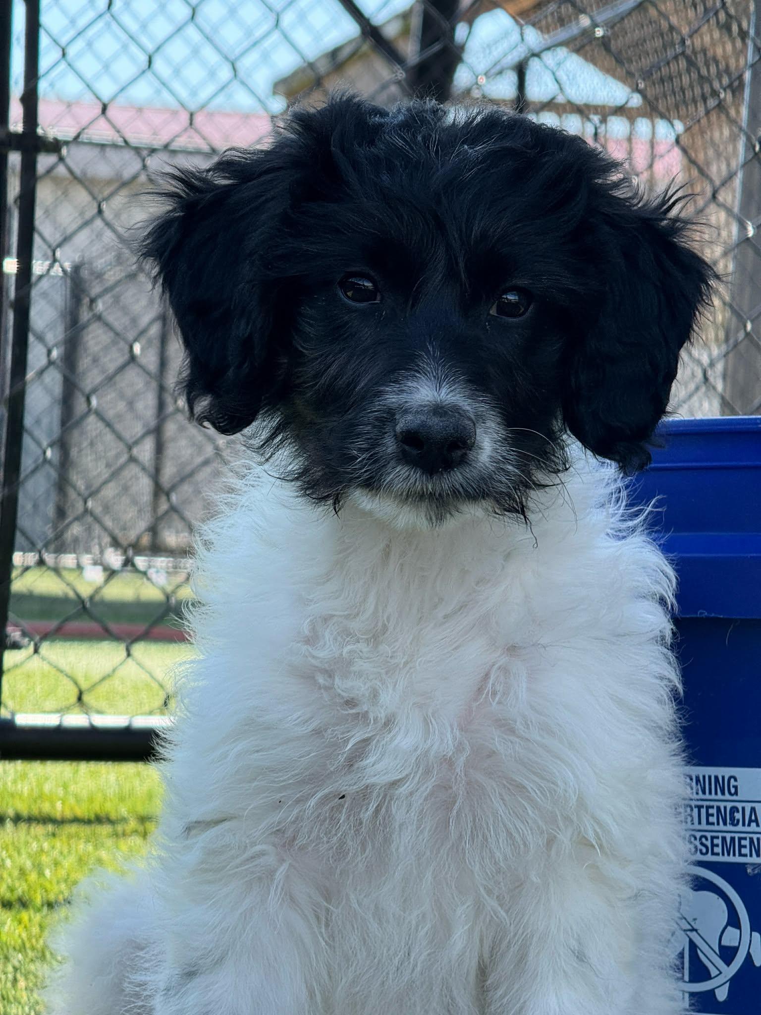 Enlarge London, an adopted mixed breed in Richmond, KY image 1/6