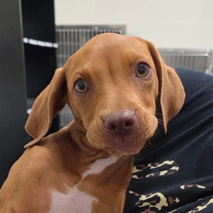Enlarge Daisy, a Adoptable Redbone Coonhound in Bronson, FL image 1/1