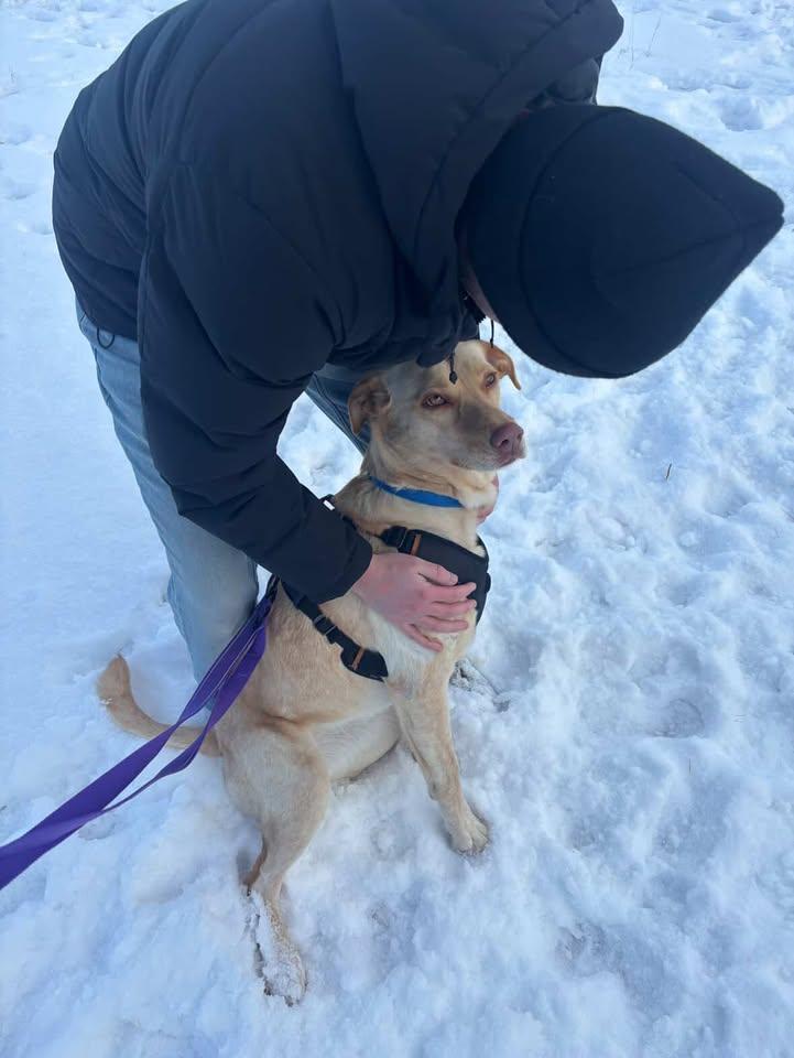 Enlarge Kendall, an adoptable mixed breed in Winnipeg, MB image 4/6