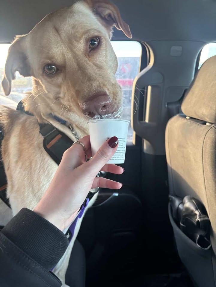 Enlarge Kendall, an adoptable mixed breed in Winnipeg, MB image 5/6