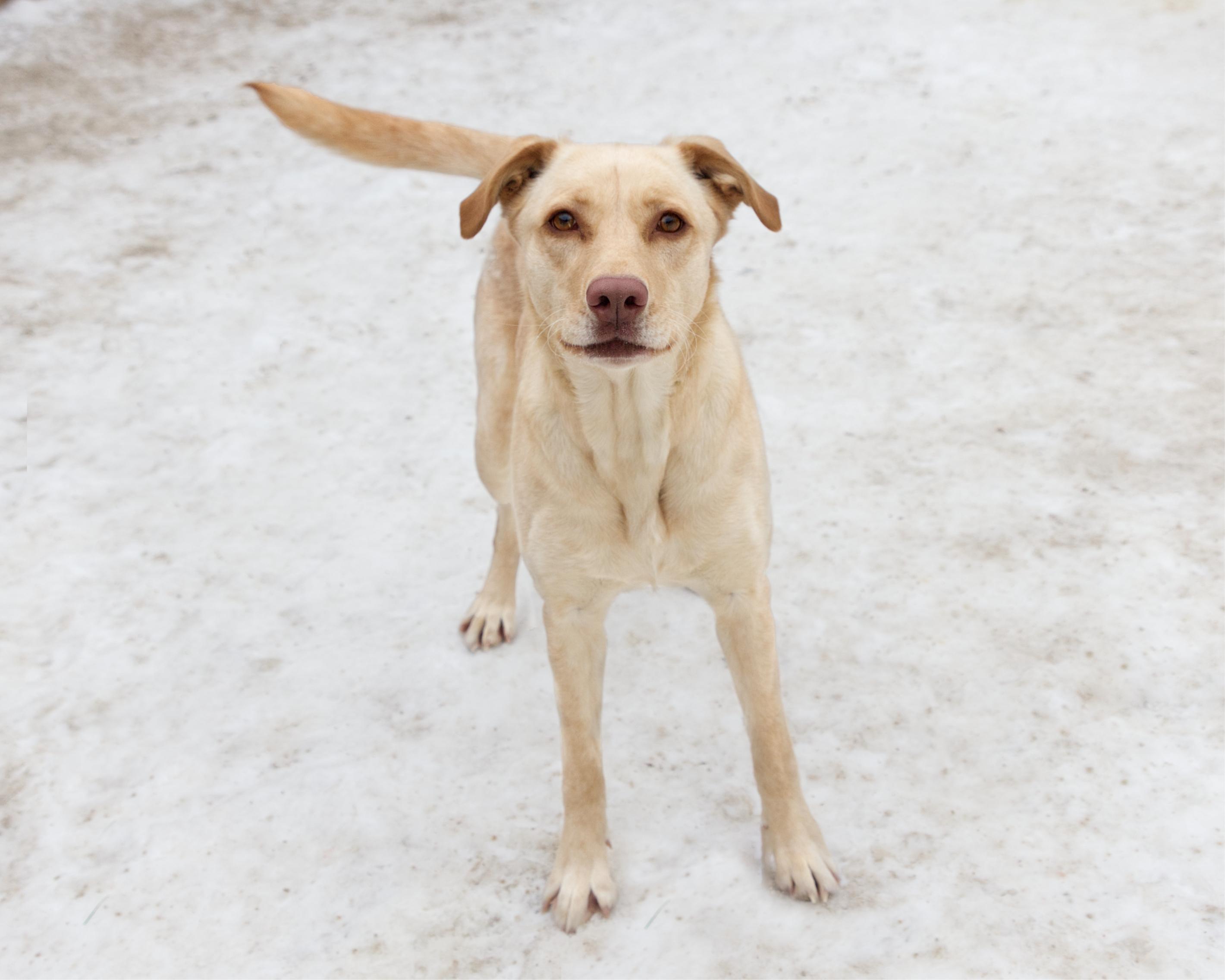 Enlarge Kendall, an adoptable mixed breed in Winnipeg, MB image 2/6