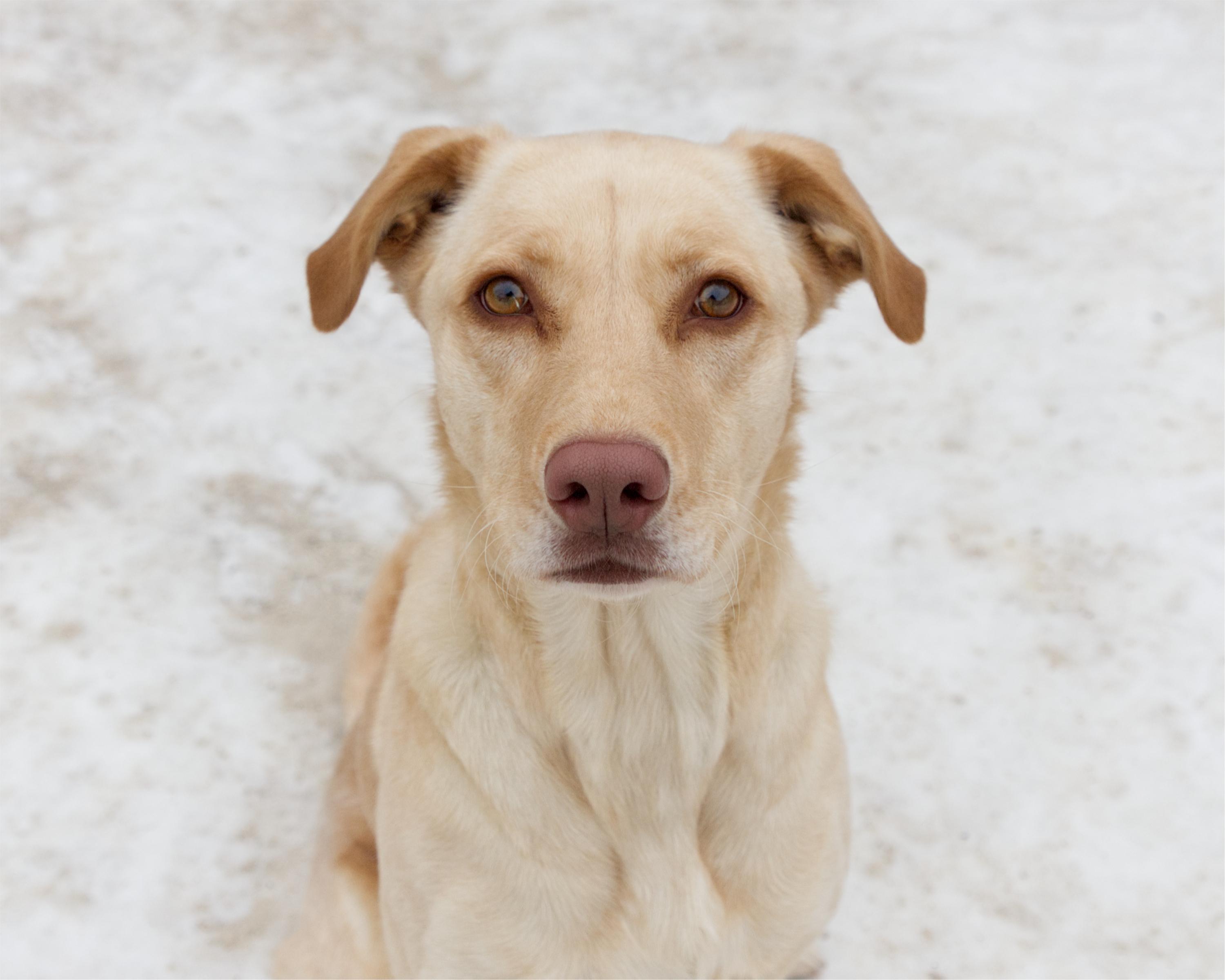 Kendall, adoptable, Adult Female Labrador Retriever.