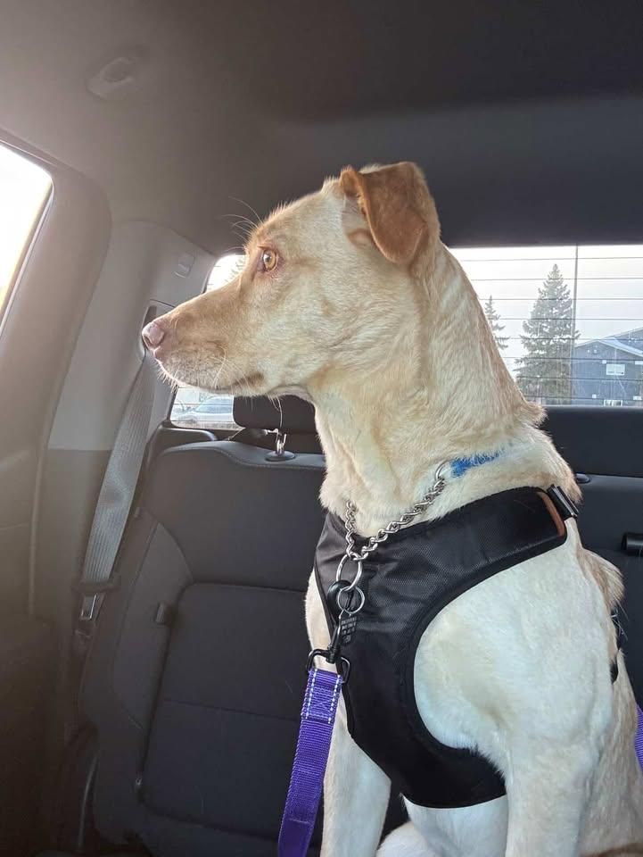 Enlarge Kendall, an adoptable mixed breed in Winnipeg, MB image 6/6